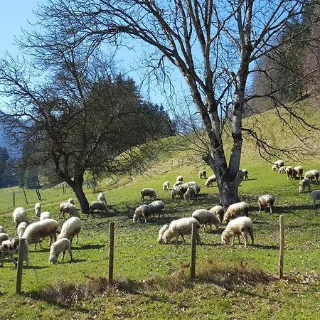 Bleierhof Daire *