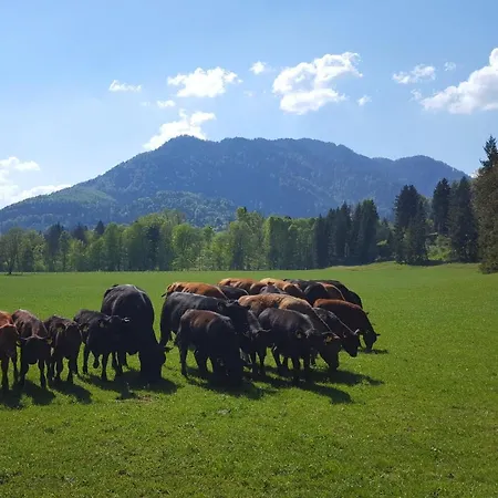 Bleierhof Daire *